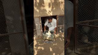 Rat eating eggs from under a hen #whitesilky #minizoo #rehmanchvlogs #foryou #petsvlogs