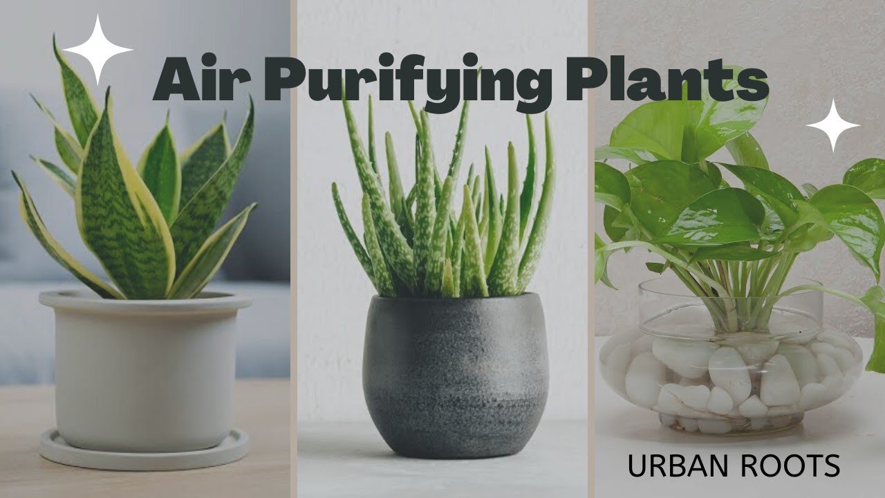 Best Indoor Plants for clean airPurifying Home AirLow light Indoor
