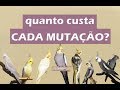 Quanto custa cada mutação de calopsita?