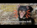 Are Tasmanian Devil Dangerous to Human? How Dangerous are Tasmanian Devil