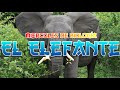 El Elefante - Miércoles de Biología - El Podcast del Sensei