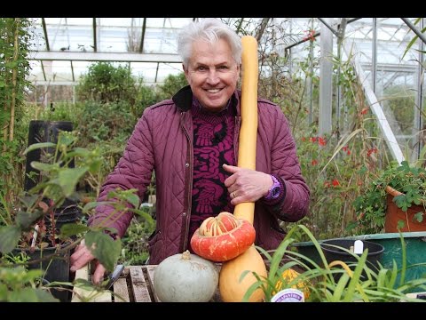 Video: Turk’s Turban Squash Info – Sfaturi pentru cultivarea Turban Squash în grădină