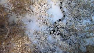 Saddled snake eel at the Red Sea