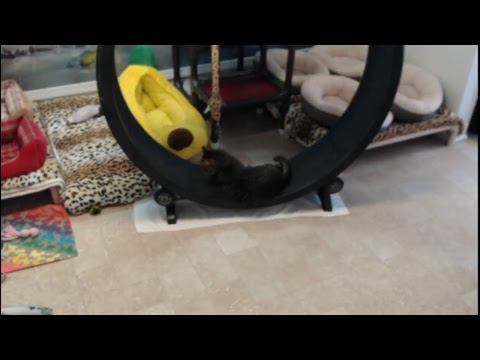 special needs animal rescue Blind Cat Rescue & Sanctuary, Inc Live Stream