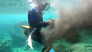 Freedive Spearfishing Catch And Cook Sa Likod Ng Isla