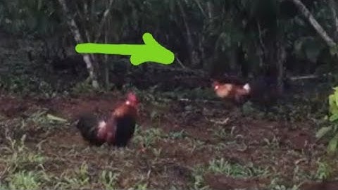 dib qaib thaum sawv ntxov g tau kaj ntuj