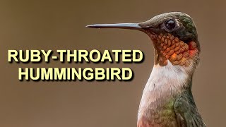 The Ruby-throated Hummingbird: America's Favorite 4K