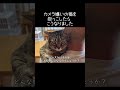 カメラ嫌いの猫を抱っこしたらまさか表情になりました【元野良猫ピースケ】 #shorts #初老夫婦とねこ #元野良猫 #ピースケ