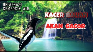 TERAPI KACER BAHAN MACET AKAN GACOR dengan suara kacer ini