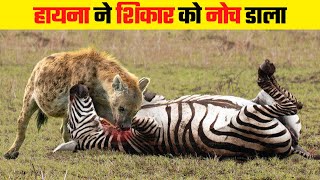 हायना के इन हमलों को देखने के लिए हिम्मत चाहिए | Most Dangerous Hyena Attacks