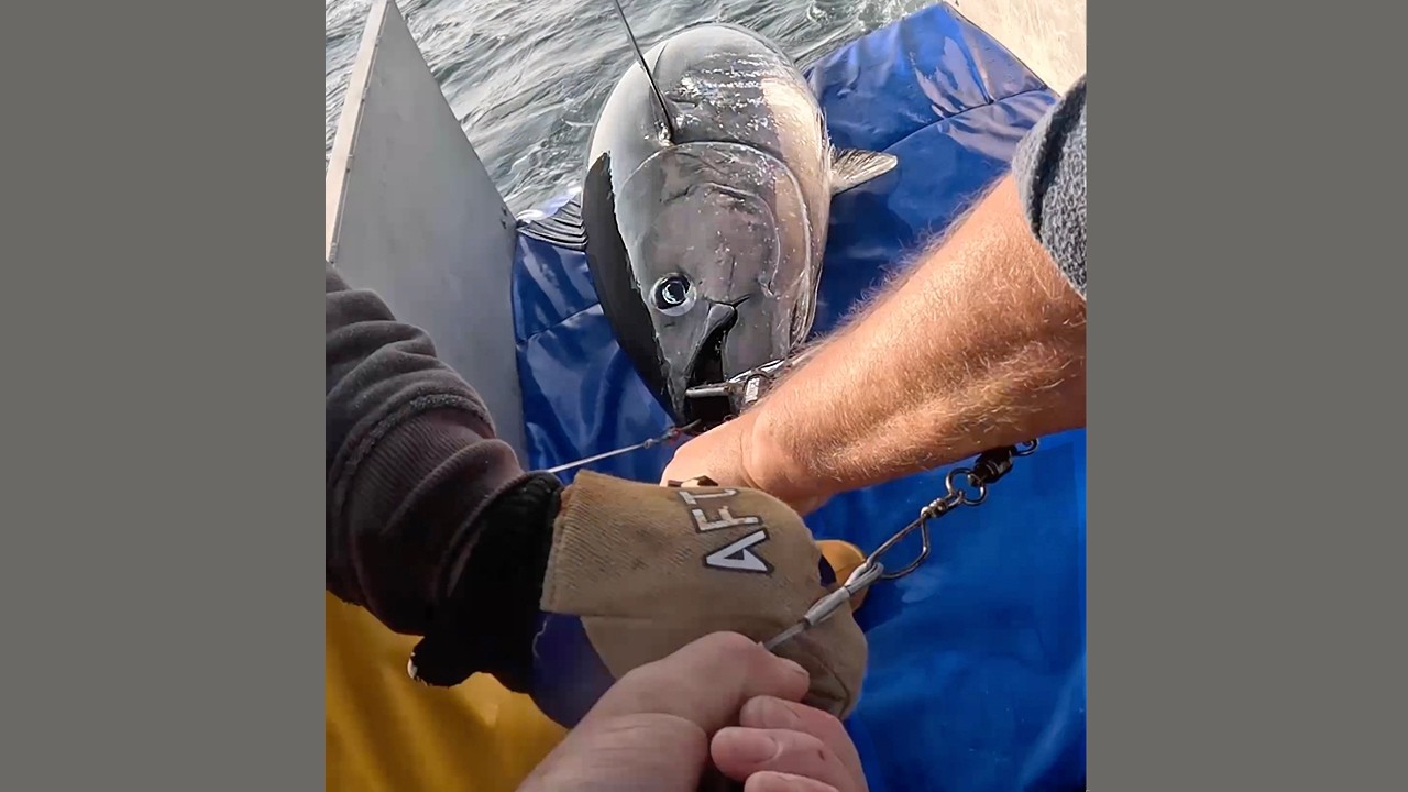 Third Tuna Trip | One Landed and one that got away