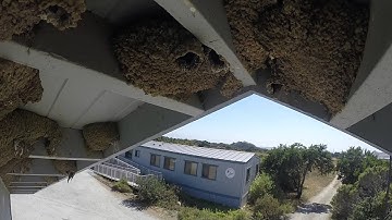 Cliff Swallow Colony @ Elkhorn Slough
