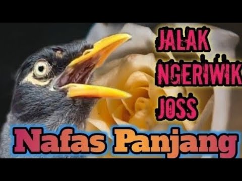Jalak Bisu Langsung Gacor | Dengar Suara Masteran Jalak Nias Gacor Ini