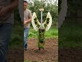 Seraph Wing Tower Sacred Botanical Masterpiece