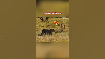 عندما يصبح المفترس الفريسة شاهد هذا المشهد المذهل والنادر لمواجهة بين نمر وفهد Shorts 