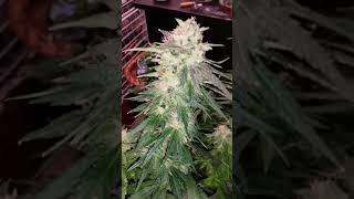 Amnesia Haze x Headband Harvest Prep: Look at these buds! 🔥