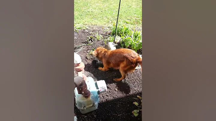 Scout and the tube