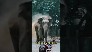 From Tiny To Titan The Secret Growth Of Giants