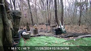 Stumpy the squirrel hitting another squirrel!