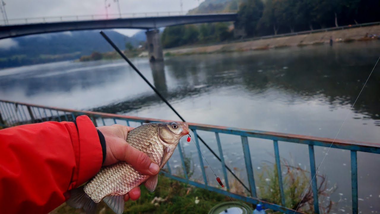 Caras pe Olt,Pescuit de pe mal la Caineni #pesca #2025