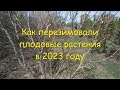 Как перезимовали плодовые в 2023 году