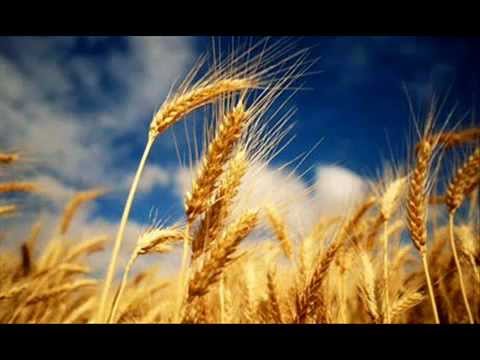 مصر الكنانة ما هانت علي أحد الشيخ سيد للنقشبندي 