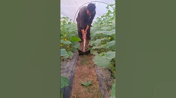 What are they doing with the cucumbers - cucumber 🥒🥒 farming #satisfying  #cucumber #short