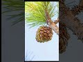 معلوات عن ثمار الصنوبر صنوبر Pinetree Didyouknow Forest Facts معلوات عن ثمار الصنوبر صنوبر Pinetree Didyouknow Forest Facts