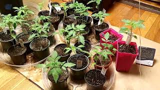 from seed to harvest #1 starting from scratch