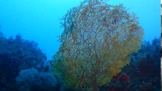 2017 0802 Fundive 北部 秘密花園 YC 15