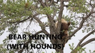 New Mexico Bear Hunting (WITH HOUNDS)