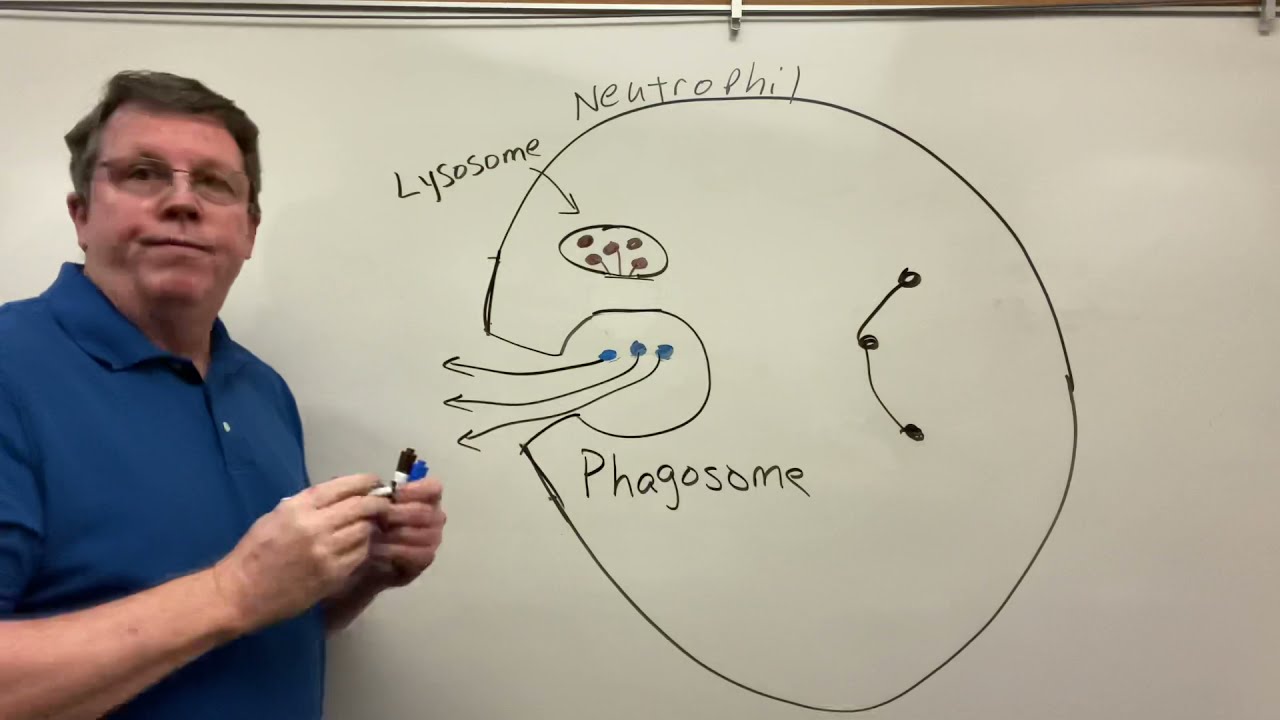 Phagocytosis, Neutrophils  Macrophages