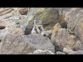 Pallas&#39;s Cat (Manul) Ladakh India 🇮🇳  mammals of Ladakh