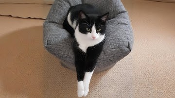 You Laugh, You Lose! 🤣 Funny Cat Videos 2025 😹 Part 54