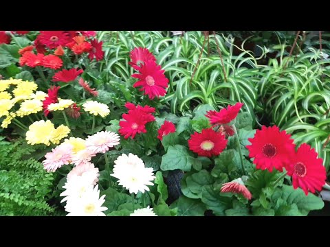 ⚘ОБИ🌿Комнатные Цветы🌿Много Орхидей🪴
