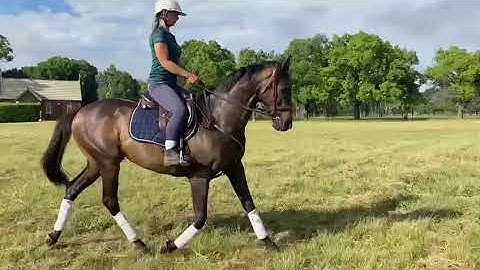 Danigree - Walk To Trot Transition