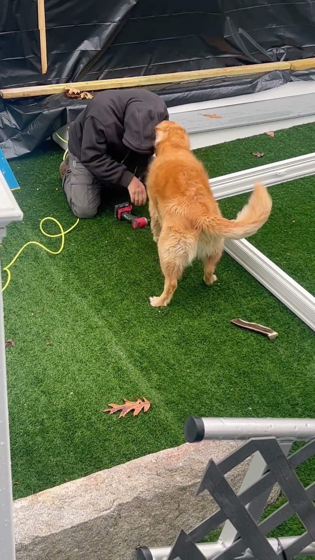 When Your Golden Retriever Wants to Be Involved in Everything || ViralHog