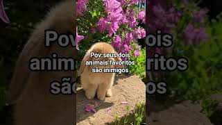 #vaiprofycaramba#lobos#coelhos#musicas#satisfatório#satisfatório#receitas#edits#fatos#pedagogia