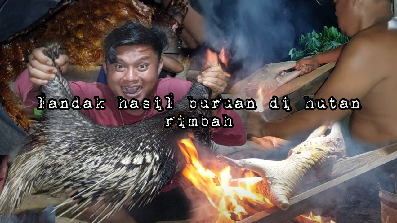 Masak besar daging landak hasil berburu di hutan rimbah warta petani muda hidup di hutan