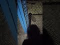 милый ежик