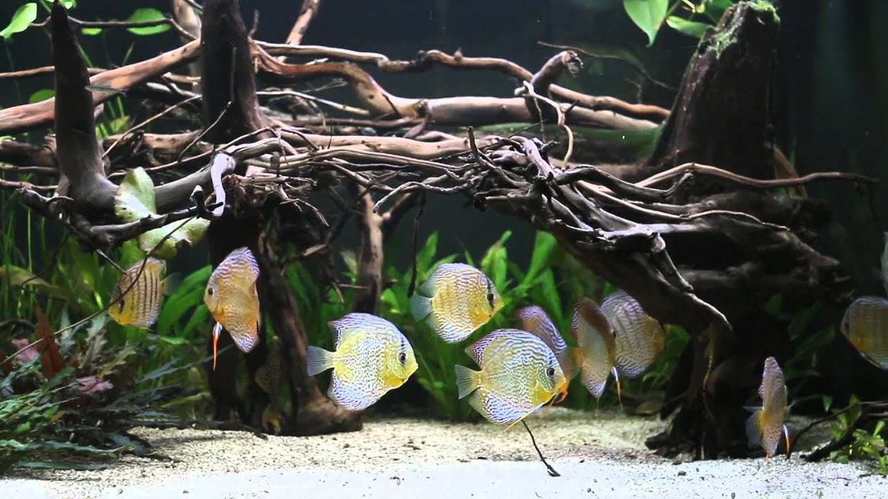 Green Discus Amazonas Diskus Becken 1700 Liter Teil 5 Video von