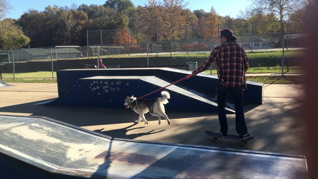 Dog Runs with Skateboarder YouTube