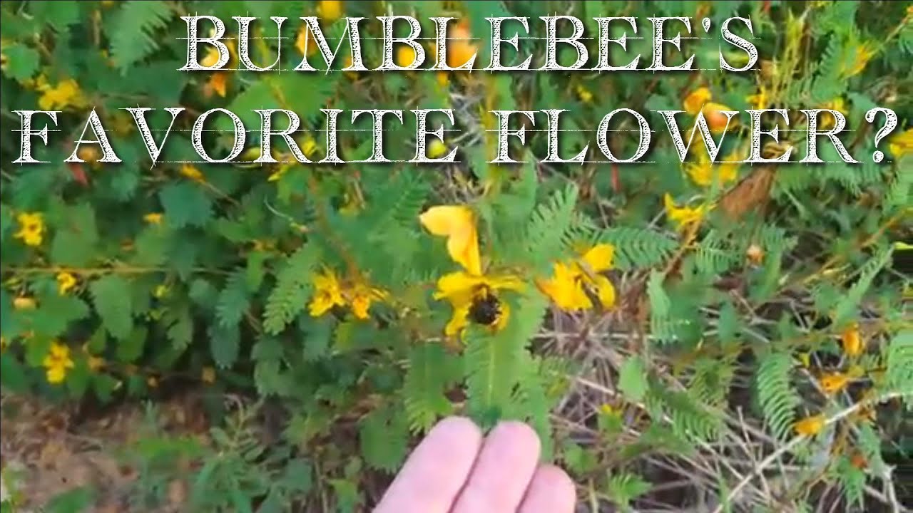 Bumblebee Wildflower Identification