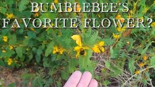 Bumblebee Wildflower Identification
