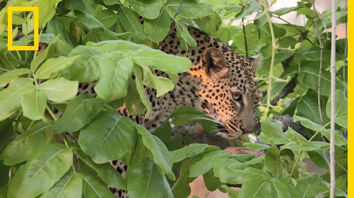 Cette léoparde cache son festin au sommet d'un arbre