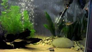 ID Sharks & Friends part 2.AVI