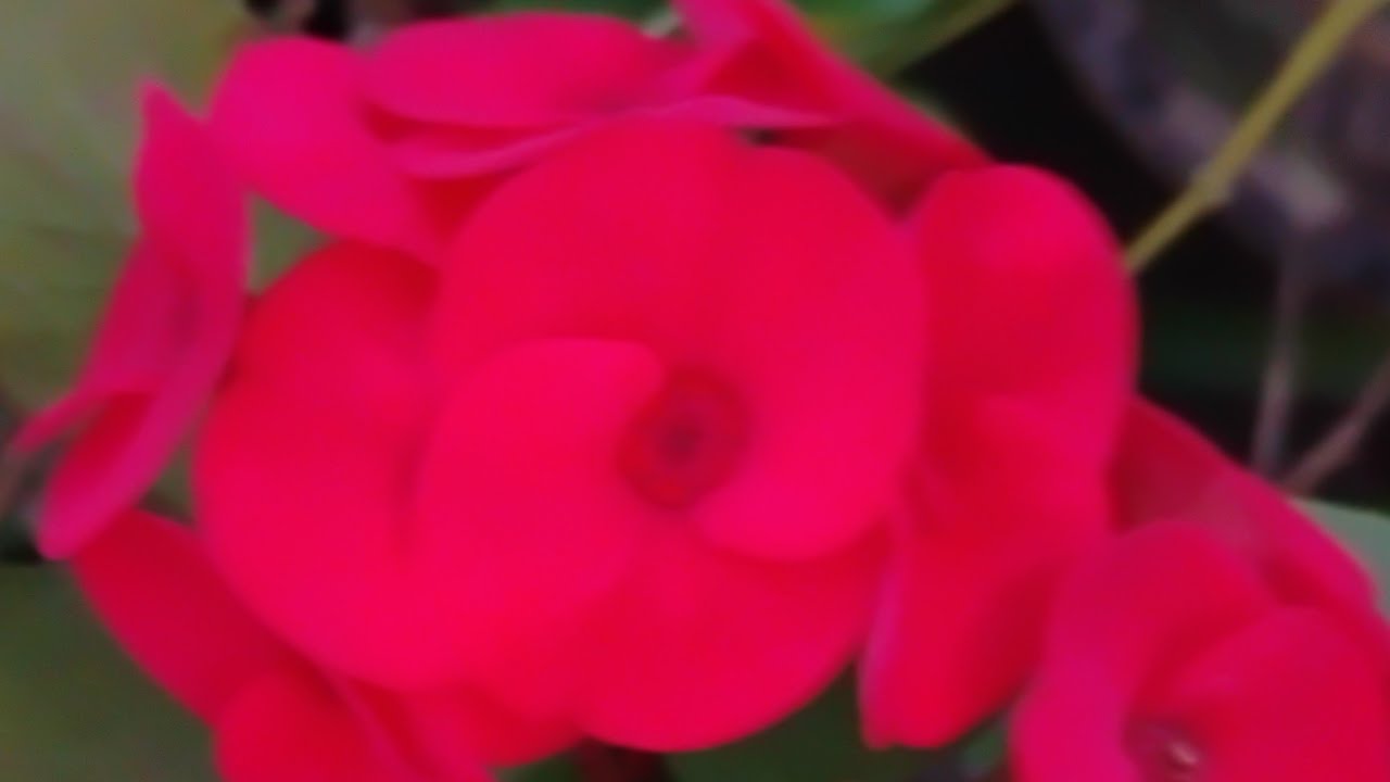 Mai Aur Mere Plants  is live