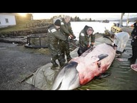 Video: Japonija Atnaujina Komercinę Banginių Medžioklę