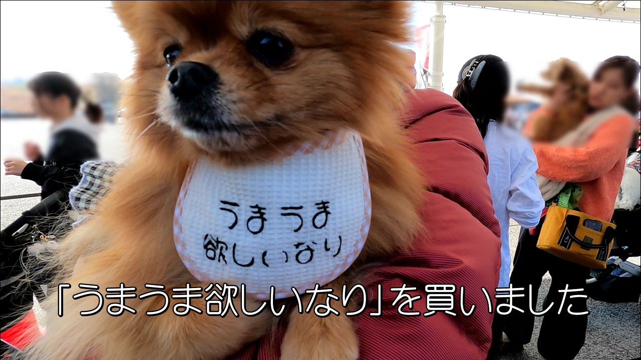 わんこのフェスに初参加