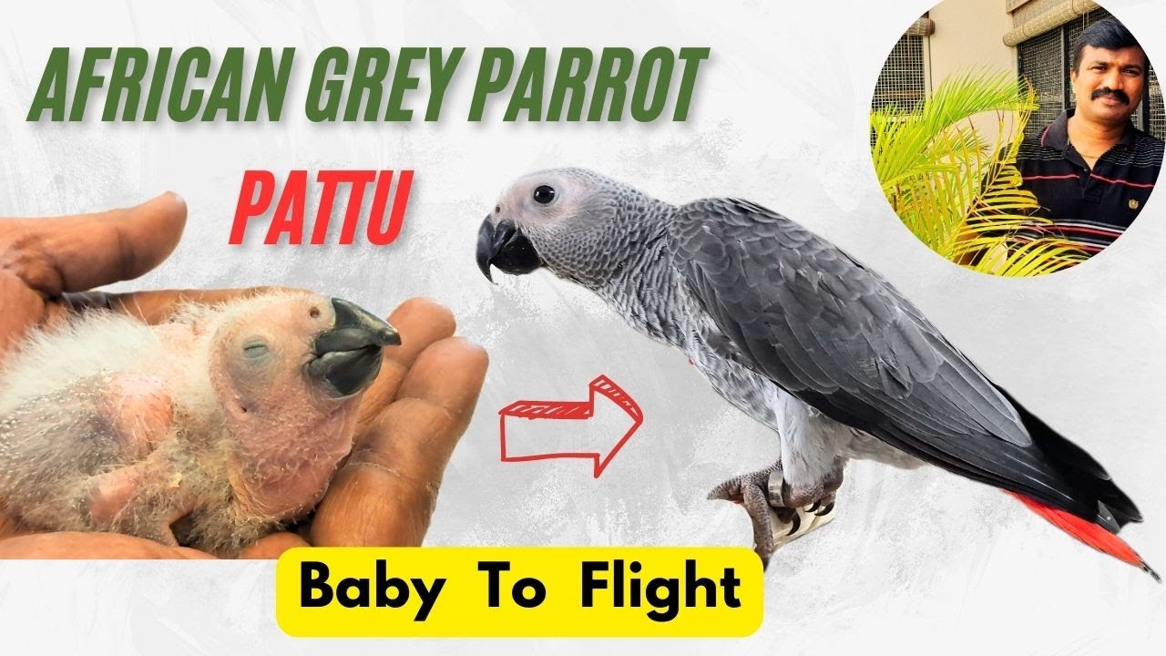 African Grey Parrot Growth From Baby To Flight | Day 15 to Day 100 | HMS Aviary